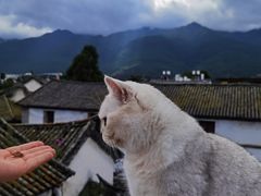 -喵屿·大理花园猫咖