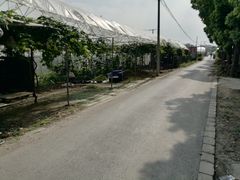 -马陆小张葡萄园农家乐