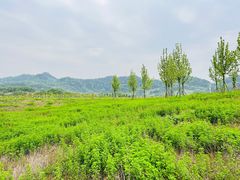 -南山植物园