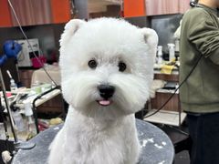 -宠宠熊宠物美容(星湖街店)