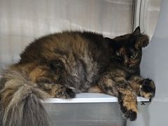 -安安宠医宠物医院·异宠·犬猫内科(岳阳分院)