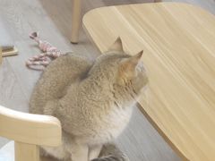 -柴迷FANS CLUB·柴犬狗咖·猫咖