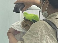 -爱洗澡的猫(望京店)