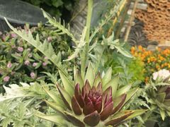 -凤来栖·净庭院·火锅(欧尚店)