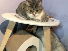 -喵屿·大理花园猫咖