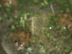 android_upload_pic-高记清香园绝味不翻汤