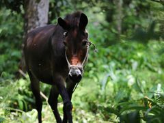 -西岭雪山大飞水景区