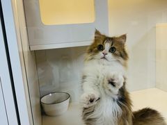 -十月米努特矮脚猫舍