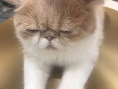 -飞行喵MR PILOT|猫舍·猫咖(静安大融城店)