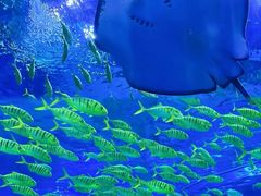 -太平洋海底世界