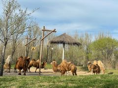 -北京野生动物园
