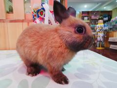-宠物兔专门店(天丰利市场店)