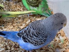 -怪兽屋·羊驼·猫咖·狗咖(俊华广场店)