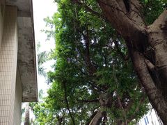 -剥皮寮历史街区