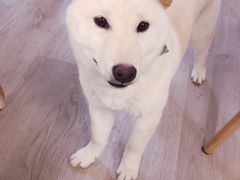 -柴迷FANS CLUB·柴犬狗咖·猫咖