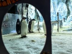 -帝企鹅自助餐厅•儿童岛•真企鹅(长隆企鹅酒店)