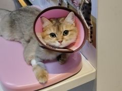 -御宝贝·A梦猫科宠物医院(国际猫友好医院)