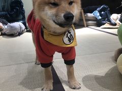 -逗柴咖啡屋·狗咖猫咖宠物桌游