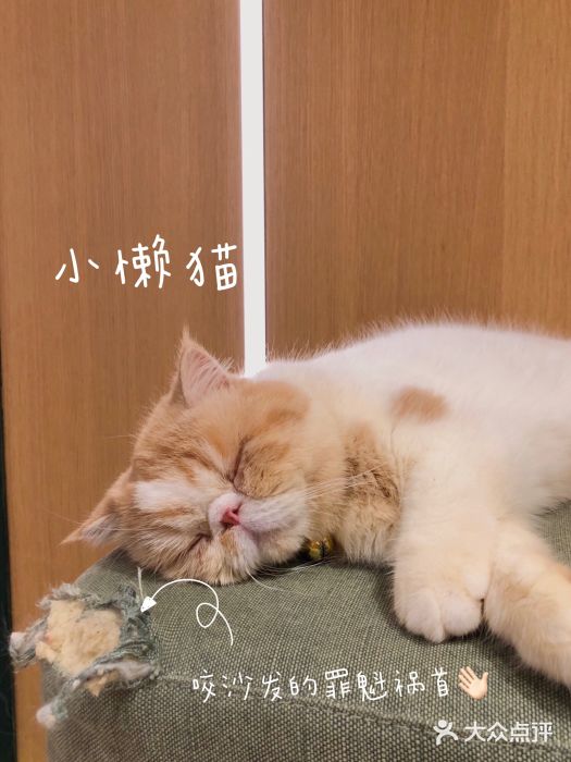 CAT’S MEWSTAR CAFE·喵星球猫屋(晴湾咖啡店)图片