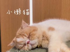 -CAT’S MEWSTAR CAFE·喵星球猫屋(晴湾咖啡店)