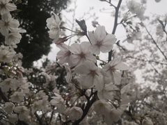 -高东镇樱花园