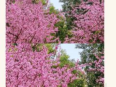 -重庆市江北嘴中央商务区中央公园