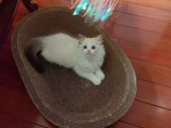 -东方名猫馆·英短金渐层布偶猫舍(环线广场1号楼店)