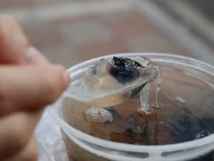 石花膏-爱啊石花膏