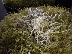 -江杨农产品批发市场