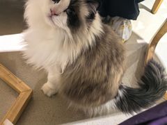 -藏猫猫咖啡主题馆(中央大道店)