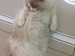 -鼓捣猫呢主题猫咖店