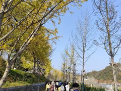 -千年银杏谷文化旅游区