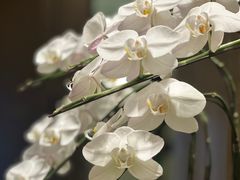 -广州粤海喜来登酒店