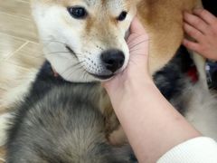 -李小姐の猫咖啡馆(五角场店)