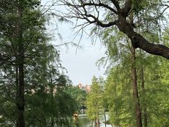 -番禺大夫山森林公园