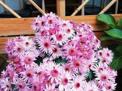 -云朵小院·石锅鱼·野生菌餐厅(蒗放店)