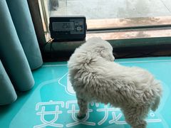 -安安宠医·臻爱宠物医院(簇锦北路分院)