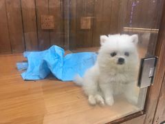 -龟与熊猫宠物公园(南坪店)
