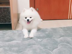 -安安宠医宠物医院·异宠·犬猫内科(岳阳分院)