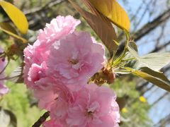 -顾村公园