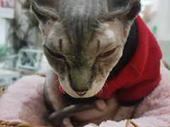 -共舞时光猫咖·狗咖(新街口店)