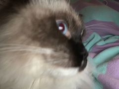 -滚猫咖啡·猫咖·猫友好撸猫(未来城店)