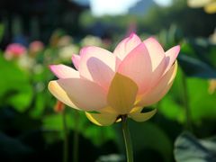 -莲花池公园