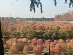 -嘉北郊野公园