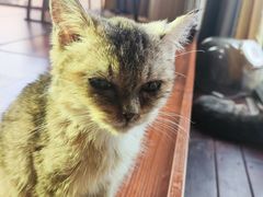 -楼上猫咖(罗湖店)