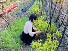 -樂桃源奉贤黄桃种植采摘基地