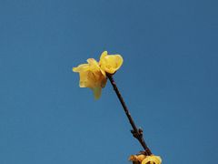 -杭州植物园