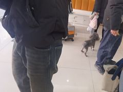 -全心全意连锁动物医院·微创中心·内科急重症·心脏专科(丰管路店)