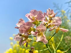 -中国天府农业博览园