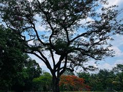 -中国科学院西双版纳热带植物园